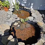 Palmeras * Güimar